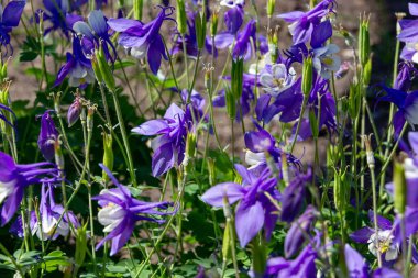 Güzel bir bahar çiçeğinin yakın plan görüntüsü Aquilegia vulgaris kırmızı çiçeği Columbine olarak da bilinir ya da büyükannenin şapkası