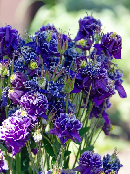 Nigella Damascena Wczesnoletnia Roślina Kwitnąca Różnymi Odcieniami Niebieskich Kwiatów Małym — Zdjęcie stockowe