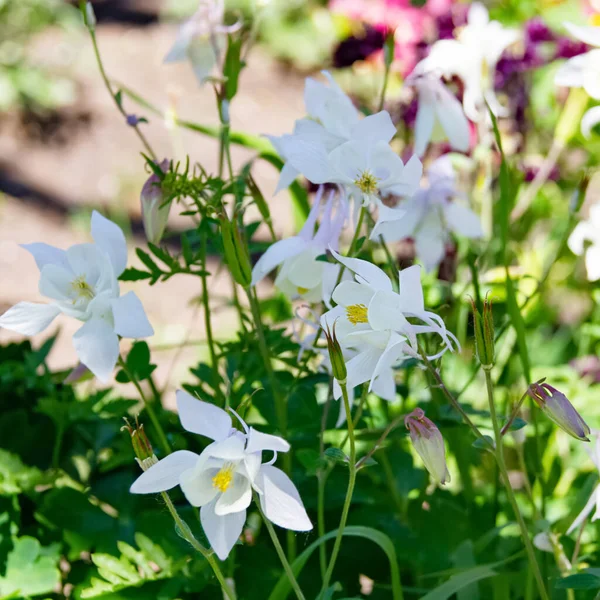 Güzel Bir Bahar Çiçeğinin Yakın Plan Görüntüsü Aquilegia Vulgaris Kırmızı — Stok fotoğraf