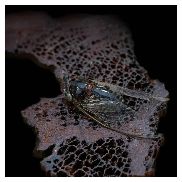 一只大苍蝇在红褐色多孔石头的背景下的特写 形状和线条的自然美 室内装饰的一种元素 — 图库照片