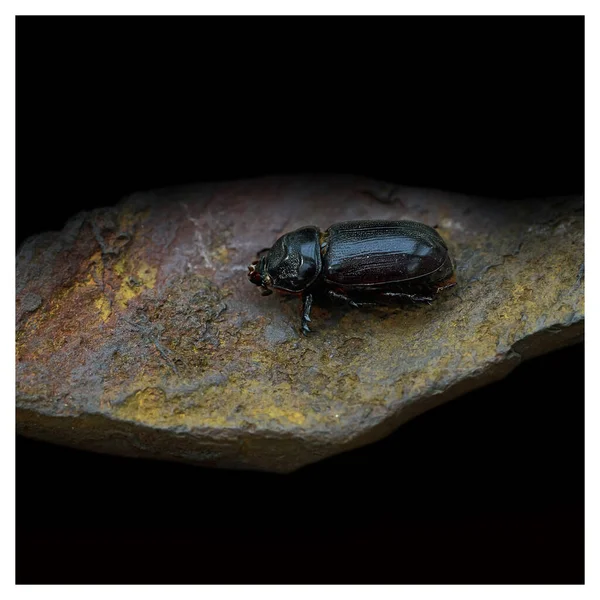 Nahaufnahme Eines Großen Schwarzen Käfers Vor Einem Hintergrund Aus Rotbraunem — Stockfoto