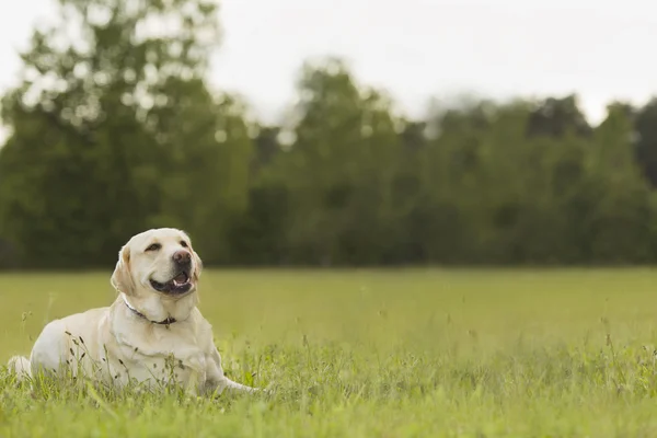 สุนัขพันธุ์ Labrador เดินบนสวนสาธารณะ — ภาพถ่ายสต็อก