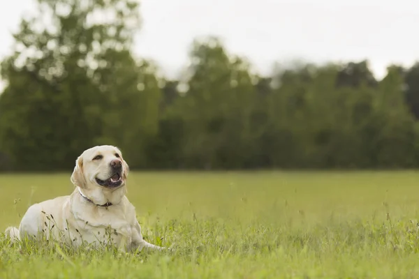 Hund av rasen Labrador på fottur i parken stockbilde