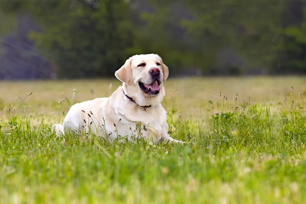 Hund av rasen Labrador på fottur i parken stockfoto