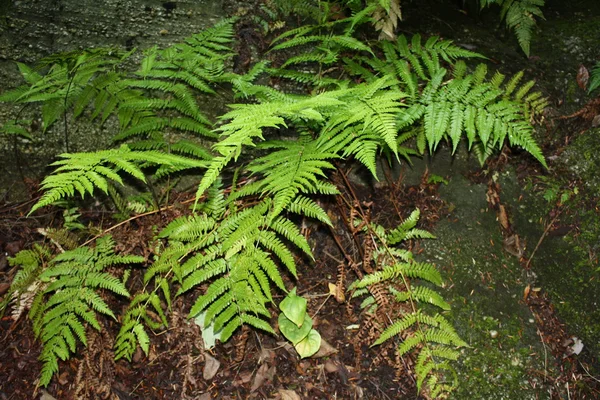 Fougères poussant dans la nature — Photo