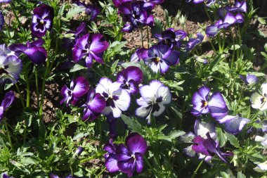 Hercai menekşe mor ve beyaz