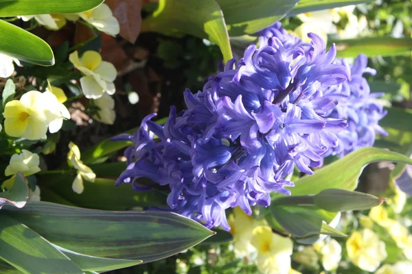 Hyantinthe und Tulpen — Stockfoto