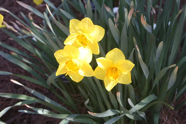 Daffodilos — Fotografia de Stock