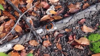 Ormanda yaprakları ve yosunları olan siyah kahverengi bir kelebekle kesilmiş bir video. Doğa. Orman. Yakın plan..