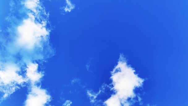 Piękne Błękitne Niebo Białymi Chmurami Ptakami Letnim Lesie Natura Temat — Wideo stockowe