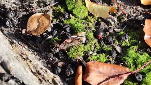 Wideo Wycięte Czarno Brązowym Motylem Lesie Liśćmi Mchem Przyroda Las — Wideo stockowe