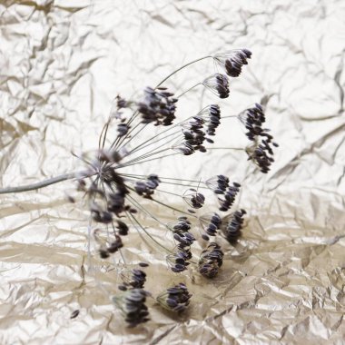 Kurumuş dereotu. Baharat. Bitki.