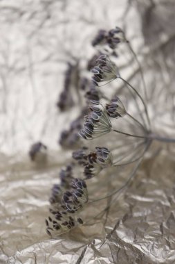 Kurumuş dereotu. Baharat. Bitki.