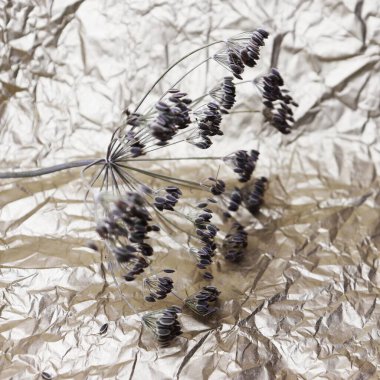 Kurumuş dereotu. Baharat. Bitki.