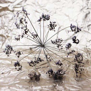 Kurumuş dereotu. Baharat. Bitki.