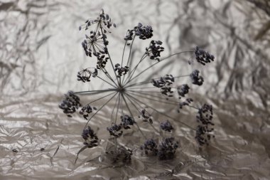 Kurumuş dereotu. Baharat. Bitki.