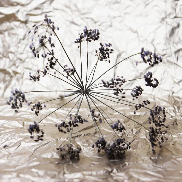 Kurumuş dereotu. Baharat. Bitki.