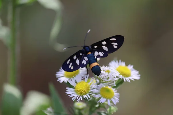 Mariposa Negra Falsa Variedad Ctenuchina Primer Plano Manzanilla Salvaje — Foto de Stock