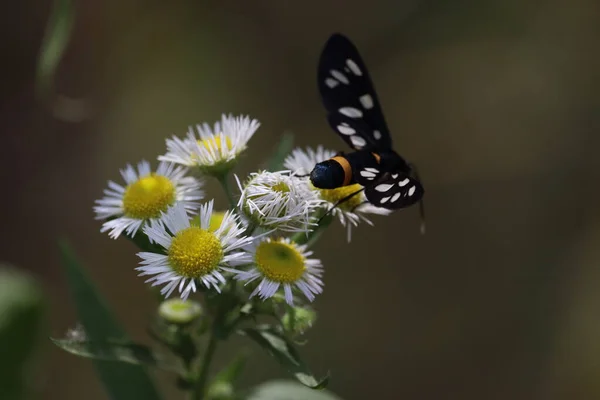 Black Butterfly False Motley Ctenuchina Wild Chamomile Close — Stock Photo, Image