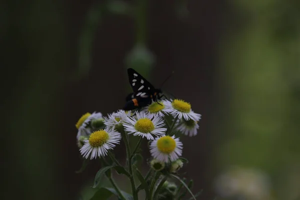 Schwarzer Schmetterling Falsch Kunterbunt Oder Ctenuchina Auf Wilder Kamille Großaufnahme — Stockfoto