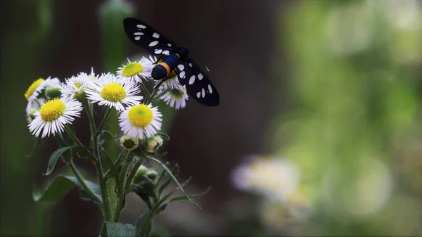 Schwarzer Schmetterling Falsch Kunterbunt Oder Ctenuchina Auf Wilder Kamille Großaufnahme — Stockfoto