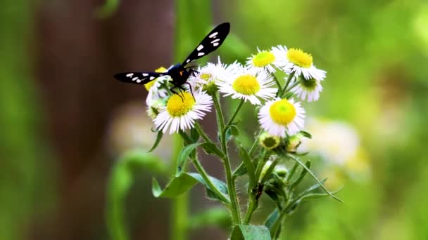 翼に白い斑点のある黒い蝶が野生のカモミールの花をクロールします。偽のモトリー。虫・休息. — ストック動画