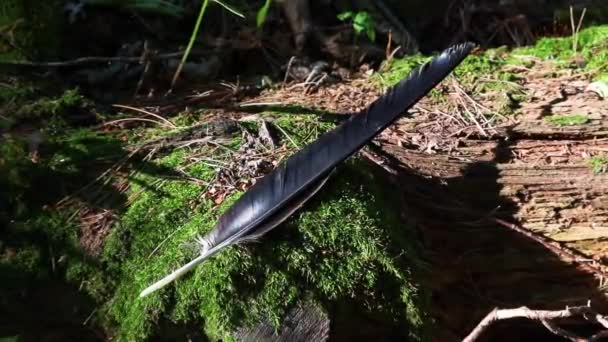 Una gran pluma negra de un pájaro en un tronco con musgo en el bosque. — Vídeo de stock