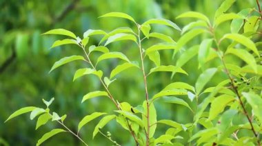 Yaz ormanında bir ağacın güzel yeşil yaprakları.