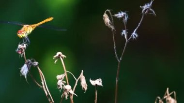 Kuru bir çiçekteki sarı yusufçuk. Uçan böcek. Video parçası.