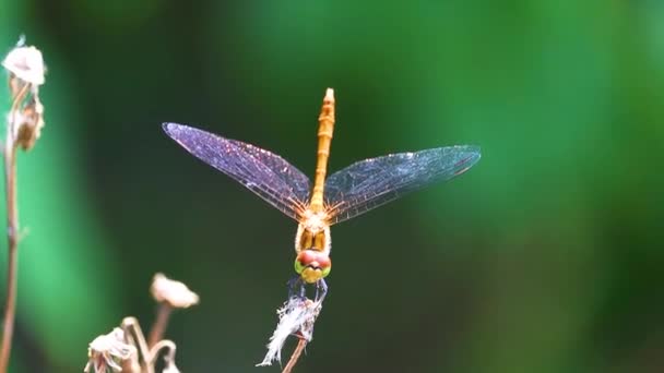 Libélula amarilla en un primer plano de flor seca. Insecto volador. Fragmento de vídeo. — Vídeos de Stock