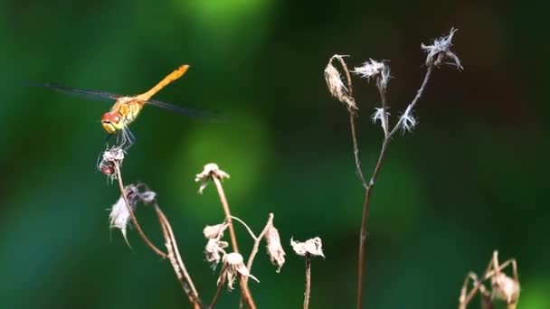 Yellow dragonfly on a dry flower close-up. — Stock Video