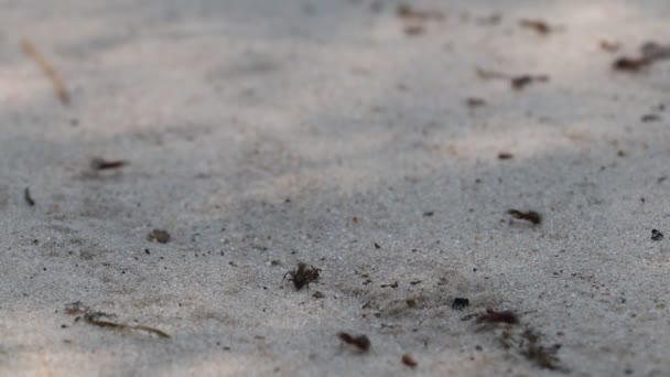 アリは砂の上を走っている 昆虫と自然 — ストック動画