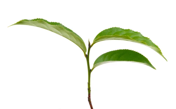 Tea leaf on white background — Stock Photo, Image