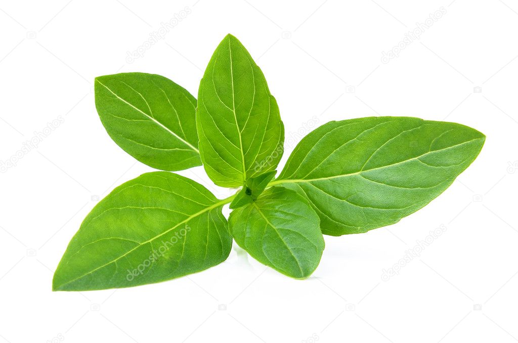 Sweet basil leaves