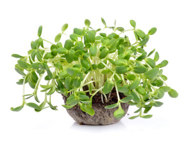 Yeşil genç ayçiçeği lahanası