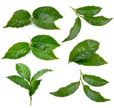 Beyaz arkaplanda çay yaprağı