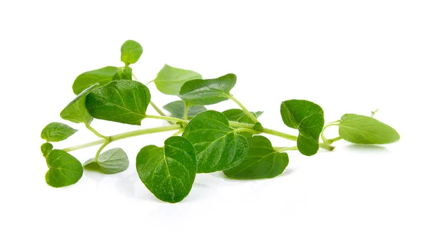 Fresh origano branch leaf on white background — Stock Photo, Image