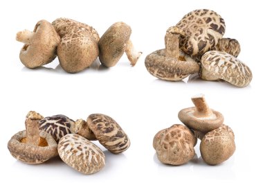 beyaz üzerine Japon bunching soğan