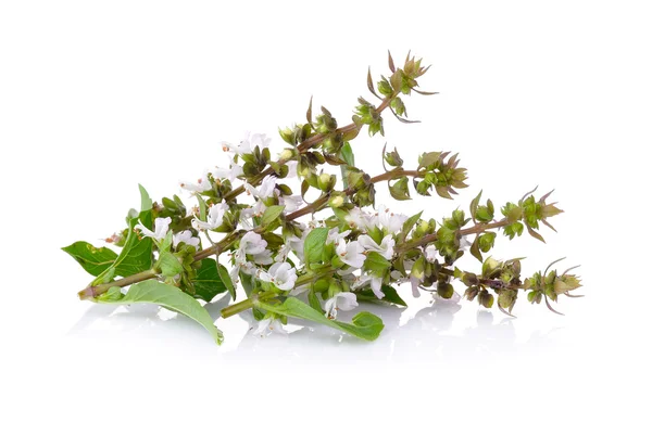 Flor de manjericão doce no fundo branco — Fotografia de Stock