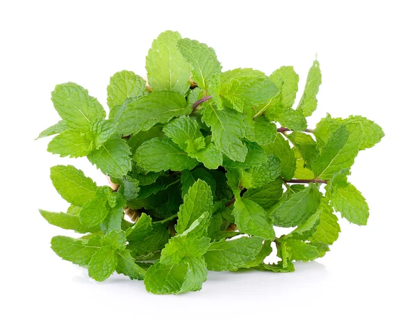 Mint leaf on white background — Stock Photo, Image