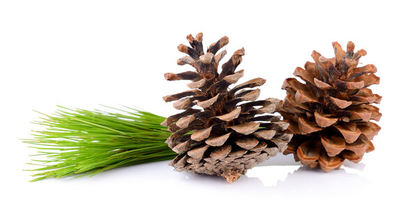 Pine cones isolated on white background