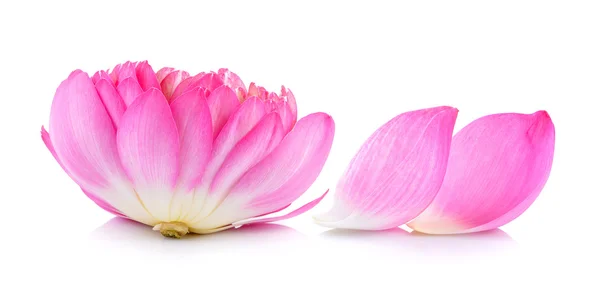 Lotus kronblad på vit bakgrund — Stockfoto