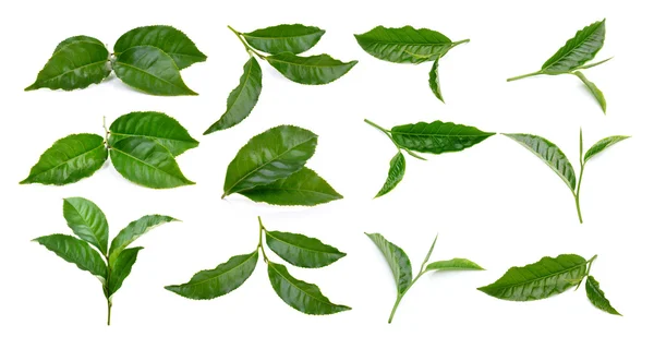 Teeblatt auf weißem Hintergrund — Stockfoto