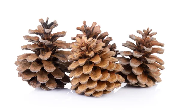 Conos de pino aislados sobre fondo blanco — Foto de Stock