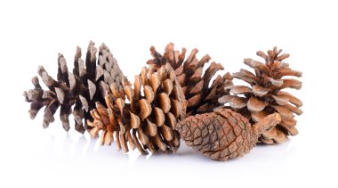 Beyaz arkaplanda çam kozalakları izole