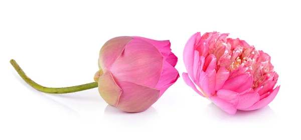 Lotus blomma på vit bakgrund — Stockfoto