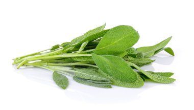 Beyaz arkaplanda adaçayı bitkisi