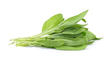 Beyaz arka plan üzerinde adaçayı bitki