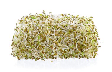 Filiz yonca tohumu beyaz bir arka plan üzerinde