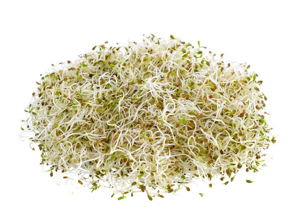 Filiz yonca tohumu beyaz bir arka plan üzerinde